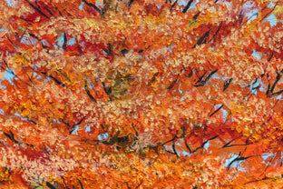 Autumn Tree by Shela Goodman |   Closeup View of Artwork 