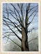 Original art for sale at UGallery.com | 3D Tree by Vic Roschkov | $825 | watercolor painting | 24.5' h x 18' w | thumbnail 3