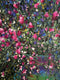 Original art for sale at UGallery.com | Florabundance by Jeff Fleming | $2,300 | oil painting | 36' h x 36' w | thumbnail 4