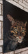 Original art for sale at UGallery.com | Clouded Leopard by Jan Fontecchio Perley | $1,350 | oil painting | 24' h x 24' w | thumbnail 2