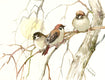 Original art for sale at UGallery.com | Sun and Sparrows by Suren Nersisyan | $325 | watercolor painting | 12' h x 15.5' w | thumbnail 1