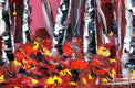 Original art for sale at UGallery.com | Surreal Birch by Lisa Elley | $300 | oil painting | 10' h x 10' w | thumbnail 4