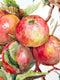 Original art for sale at UGallery.com | Apple Tree by Suren Nersisyan | $410 | watercolor painting | 20' h x 15' w | thumbnail 4