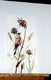 Original art for sale at UGallery.com | Finch and Field Plants, Late Fall by Suren Nersisyan | $225 | watercolor painting | 16' h x 8' w | thumbnail 4