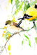 Original art for sale at UGallery.com | American Goldfinches by Suren Nersisyan | $325 | watercolor painting | 16' h x 12' w | thumbnail 3