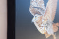 Original art for sale at UGallery.com | Red-Tailed Hawk at Night by Emil Morhardt | $1,600 | acrylic painting | 24' h x 36' w | thumbnail 2