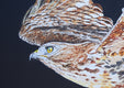 Original art for sale at UGallery.com | Red-Tailed Hawk at Night by Emil Morhardt | $1,600 | acrylic painting | 24' h x 36' w | thumbnail 3