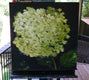 Original art for sale at UGallery.com | Green Hydrangea by Judy Mackey | $950 | oil painting | 20' h x 20' w | thumbnail 3