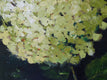 Original art for sale at UGallery.com | Green Hydrangea by Judy Mackey | $950 | oil painting | 20' h x 20' w | thumbnail 4