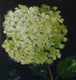 Original art for sale at UGallery.com | Green Hydrangea by Judy Mackey | $950 | oil painting | 20' h x 20' w | thumbnail 1