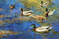 Original art for sale at UGallery.com | Ducks on the River by Onelio Marrero | $1,125 | oil painting | 18' h x 24' w | thumbnail 4