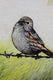 Original art for sale at UGallery.com | Bird on a Barbed Wire by Shela Goodman | $300 | oil painting | 11' h x 14' w | thumbnail 4